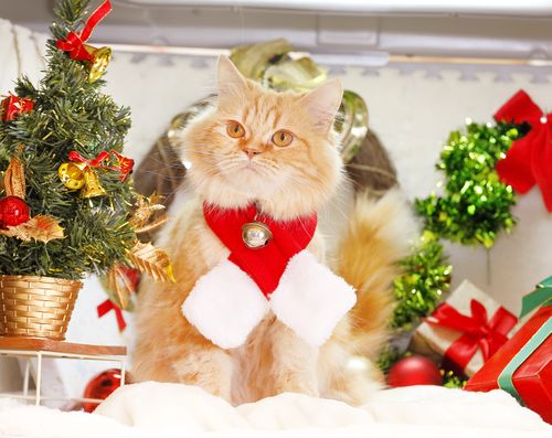 クリスマスツリーと一緒に