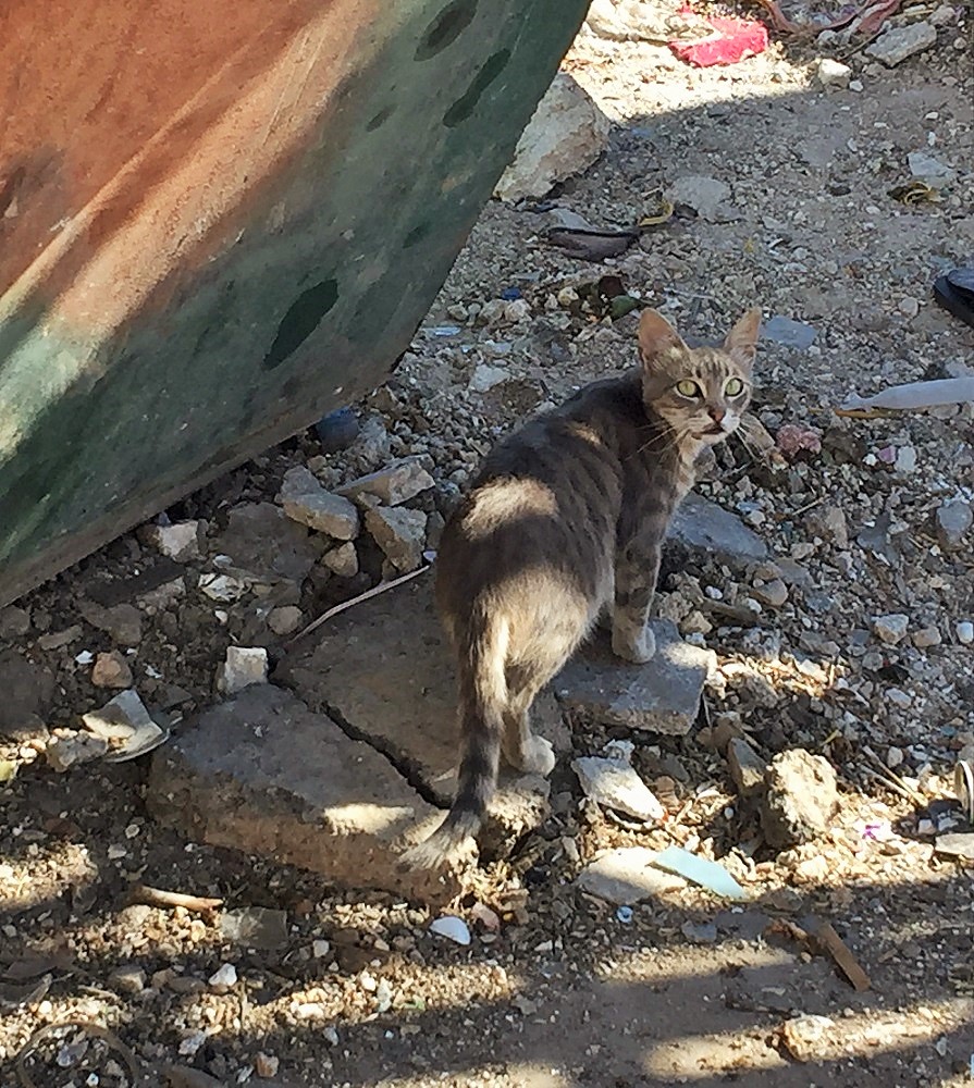 「あれ、君、アラビア語話せるの?珍しいね」