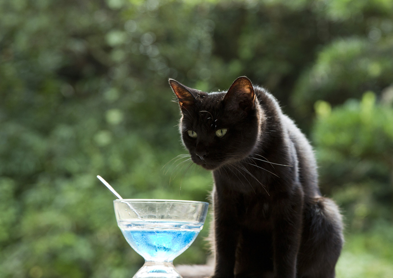 くろねこさん役:りんご (C)2017 Hit-Point/『映画ねこあつめ』製作委員会