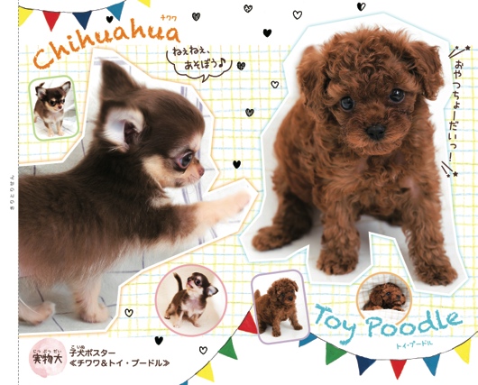 可愛い子犬の実物大ポスター (撮影 布川航太)