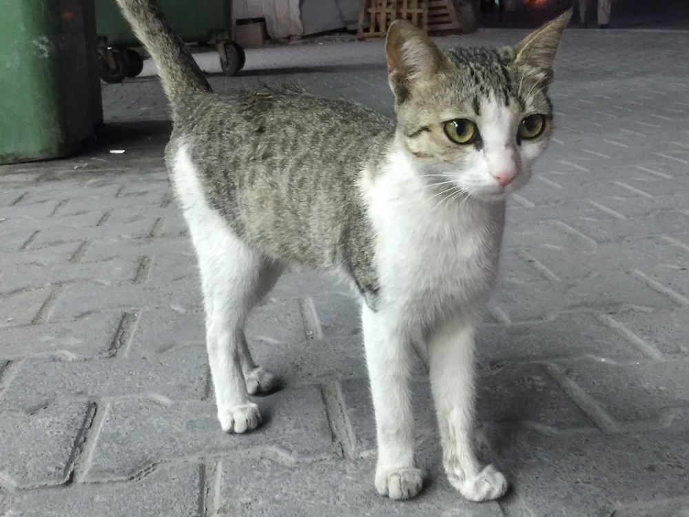 ドーハのバスターミナルにいた子猫さん