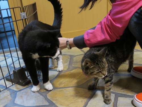 てっちゃん(左)とビーちゃん。最初はお稽古のように、少しずつ2匹を慣らしていった=東京ペットホーム