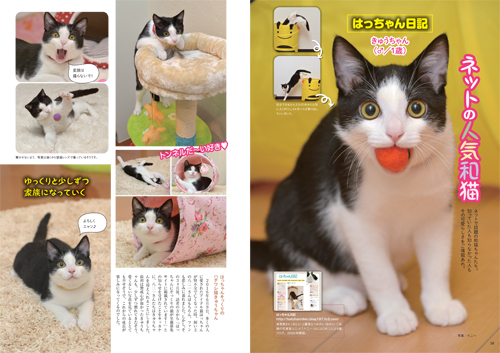 (c)和猫LOVE