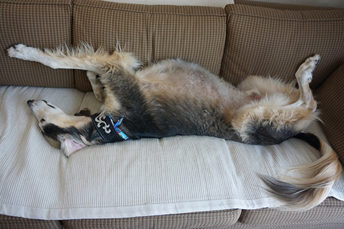 こんなにのびのび寝ます。安心できる場所だから・・