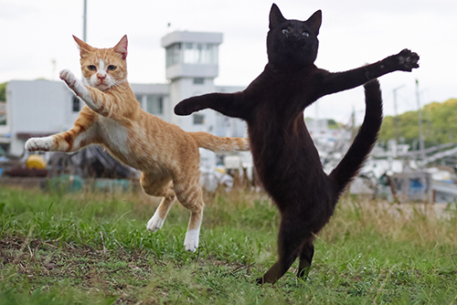 「のら猫拳キッズ」から(撮影:久方広之)