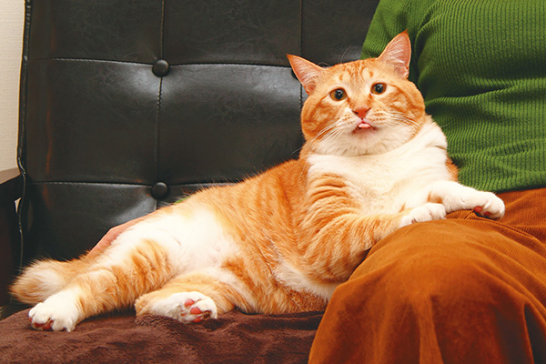 ぐっぴーは息子のような存在。「うちに来てくれてありがとう。長生きしてね!」