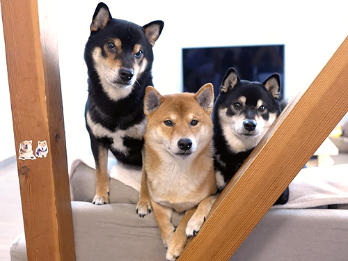 左からひなた、そら、あおい