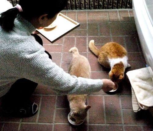 ママからご飯をもらう2匹(2016年)