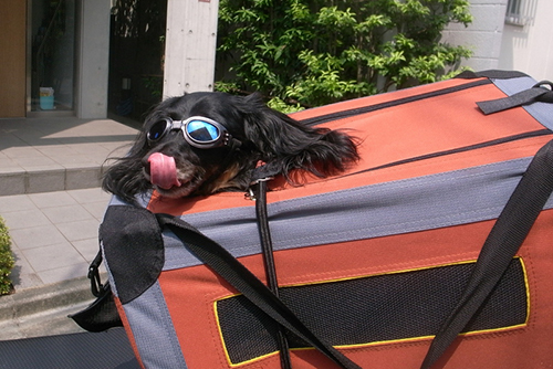 Kazuさんのバイクの後ろでツーリングのお供