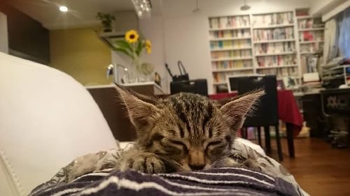 よく寝てよく遊ぶ、とにかく甘えん坊