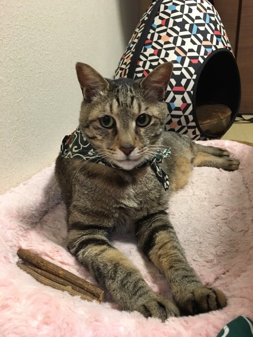 大人になると、ぐっと精悍な顔つきになりました