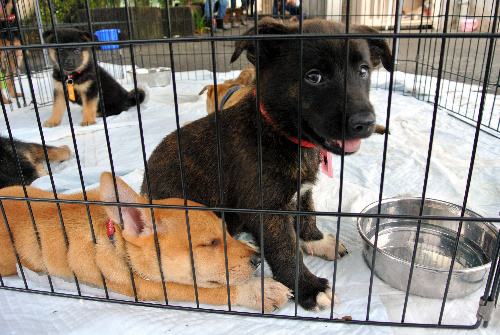 熊本県動物管理センターに収容され、新たな飼い主を待つ子犬たち。数匹は譲渡会で行き先が決まった=3日、熊本市東区