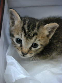 生後(保護して)一か月のころ