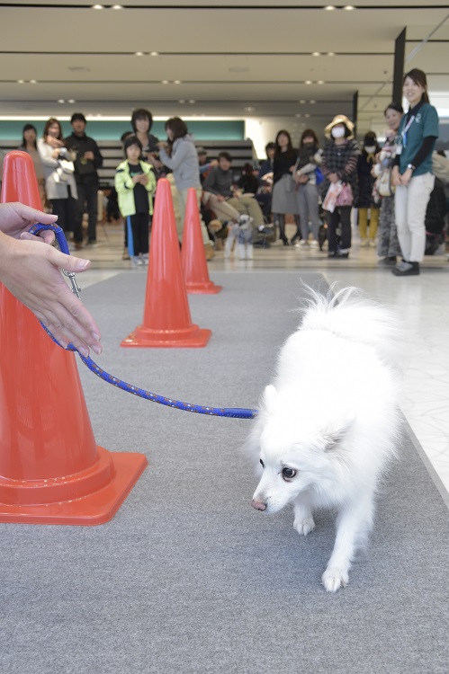 飼い主さんが上手に誘導。絆が大切??
