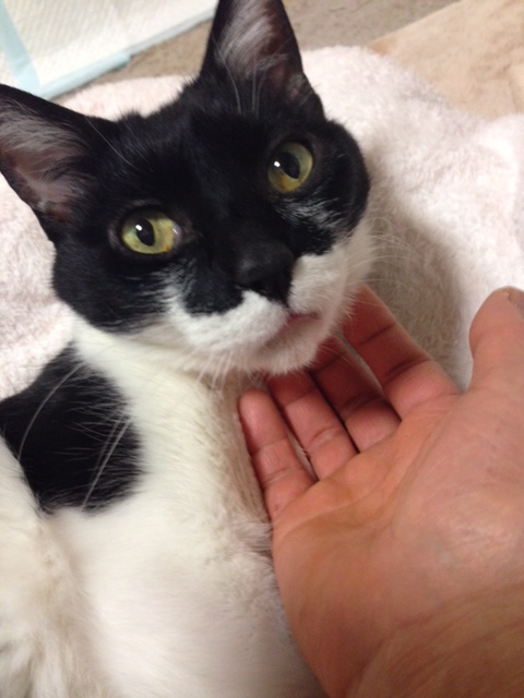 名はギリシャ神話の芸術の神アポロより