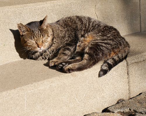 境内でまどろむチュウちゃん