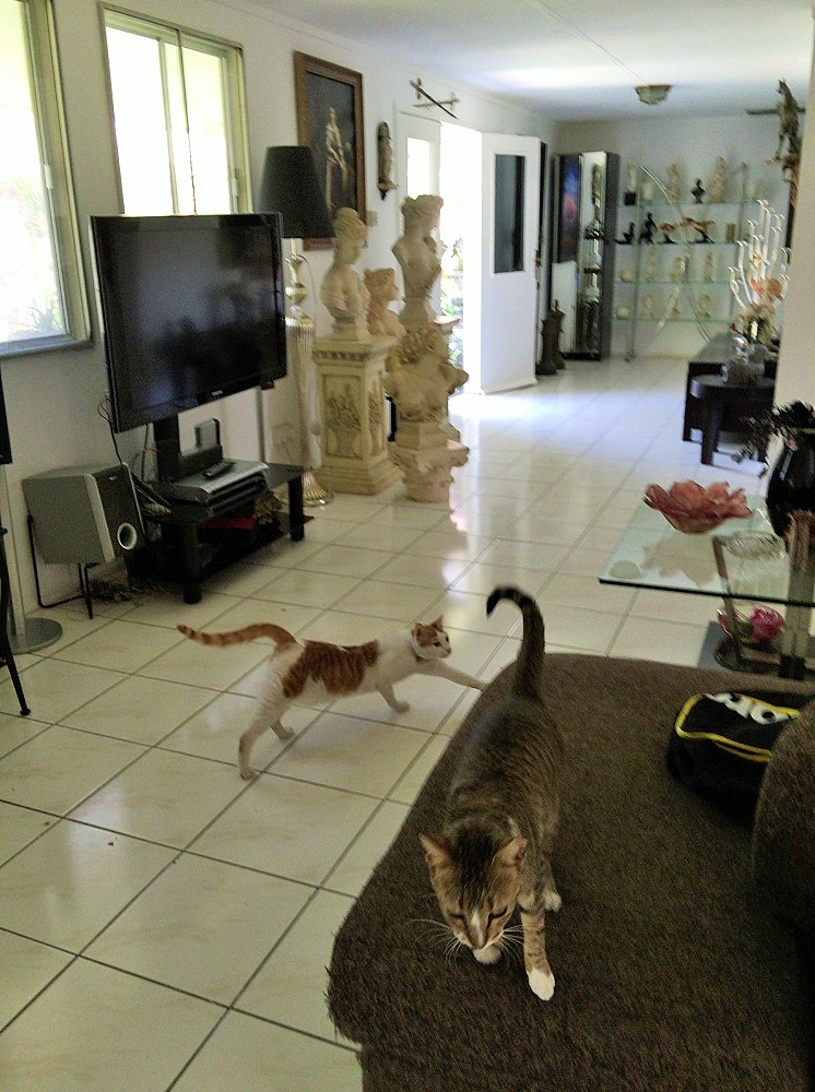 いたるところに猫がいます