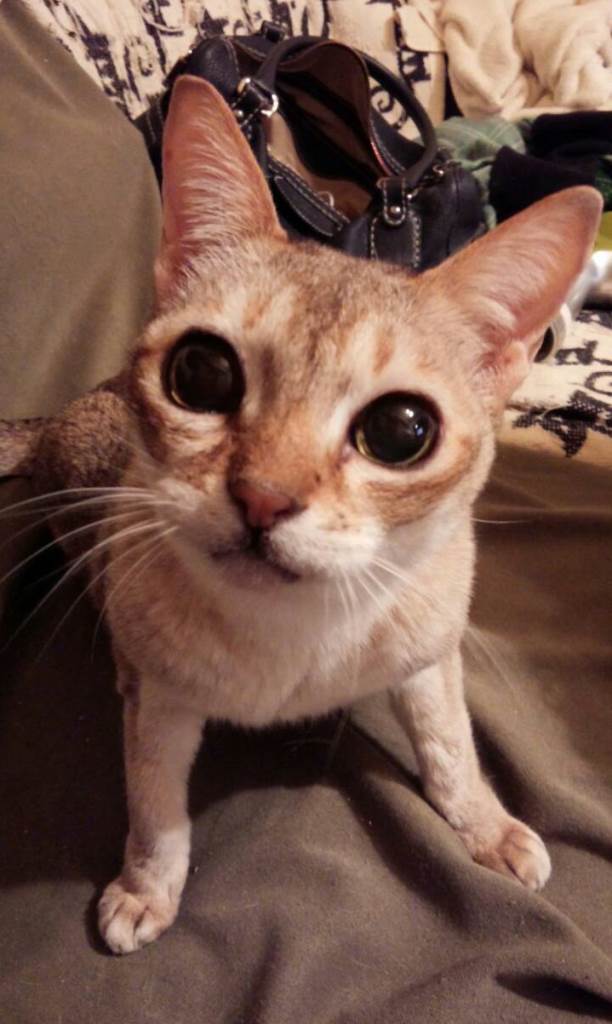 小顔で目が大きなピナ 16歳の今も表情があどけない