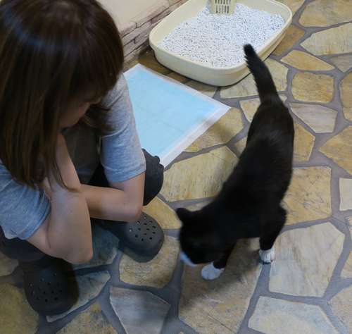 高橋さんに甘えるてっちゃん。もともと複数飼いされていたため、人も猫も大好きなフレンドリーな性格だ=東京ペットホーム