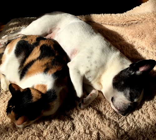 先住犬「うさ」と仲良く昼寝する「さと」