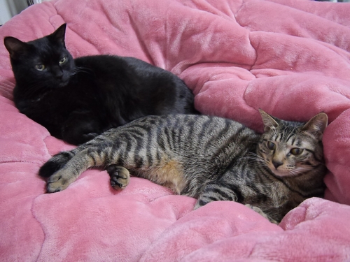 14歳のイヌオと、はっぴー