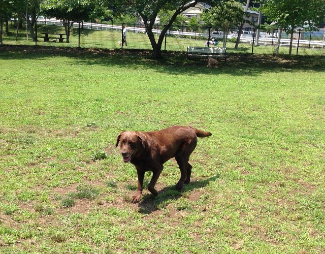 ドッグランは気持ちいいね