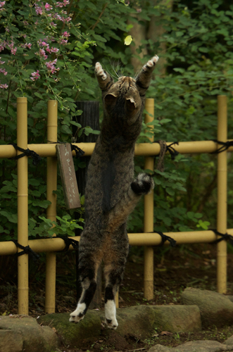 辰巳出版「好きな男を手に入れたければ、ネコ系女子になりなさい。」/撮影・沖昌之