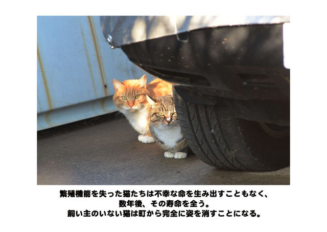 「小さな命の写真展 猫 Version」パネルより 提供=(公財)日本動物愛護協会