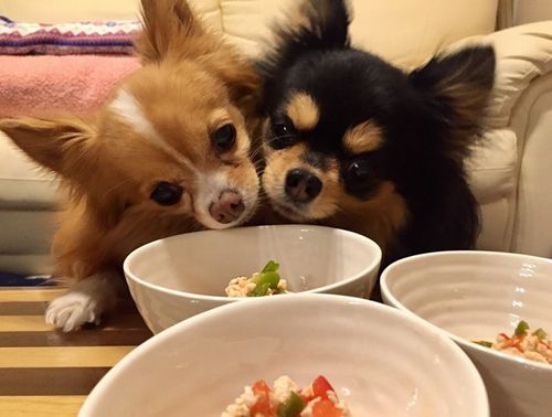 「私が先」 「は、はい」手作り食を前にするマリンとレオ