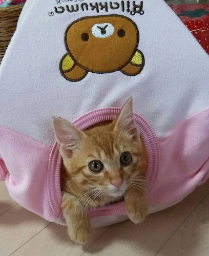 2度目の保護猫、島課長