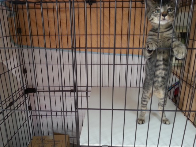 我が家のケージで