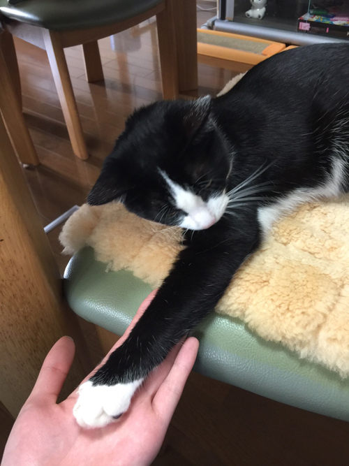 居間の椅子も好きな場所。真有さんと、手をとりあう