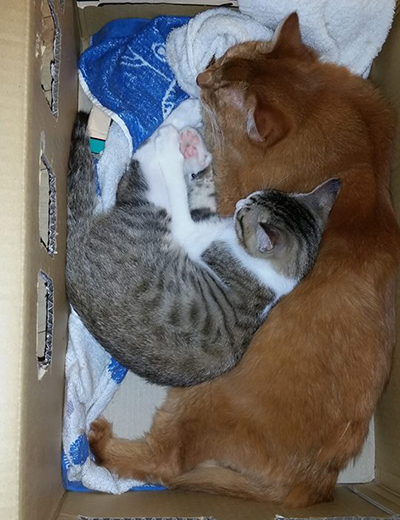 段ボールの中で、仲良く昼寝