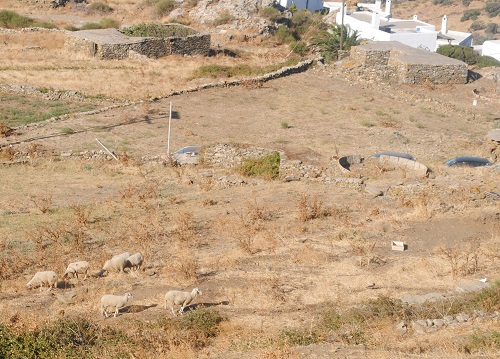 遠くにヒツジ。ヤギと隣の敷地にいました。牛は見る事が少ないのですが、屋内で飼われることが多いようです(ティノス島)