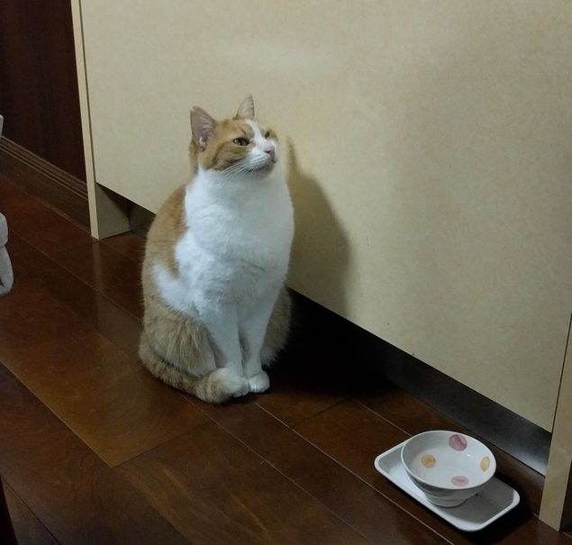 キッチン前でご飯を待つおちび