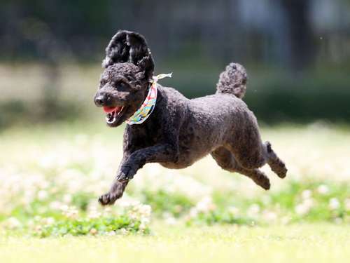トイプードルのクロくん(1歳)=加納幹夫氏撮影