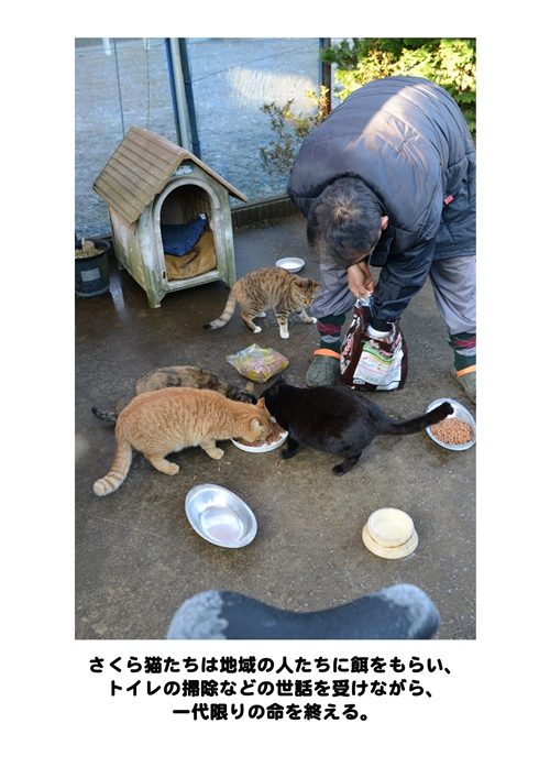 「小さな命の写真展 猫 Version」パネルより 提供=(公財)日本動物愛護協会