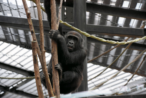 京都市動物園の人気投票で3位だったニシゴリラの「ゲンタロウ」