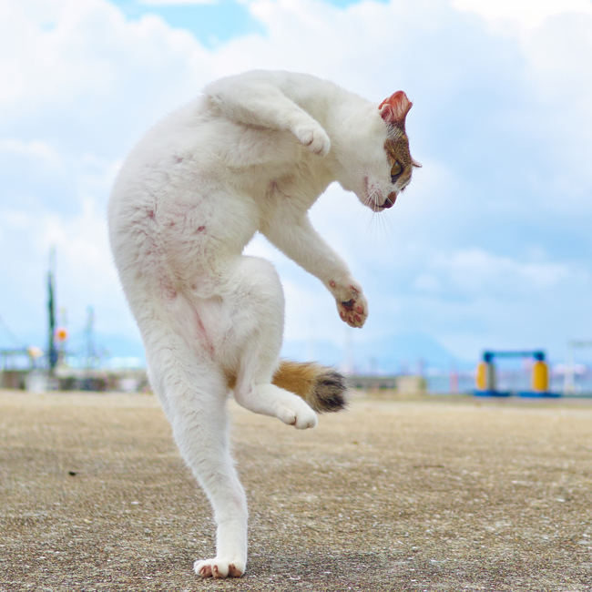 優美な構えのシロブチ (c) Accent