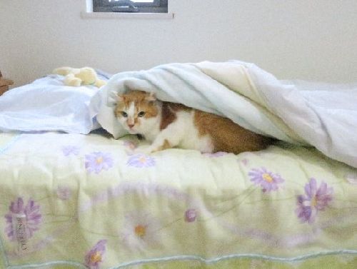 愛さんの仕事中もベッドでぬくぬく