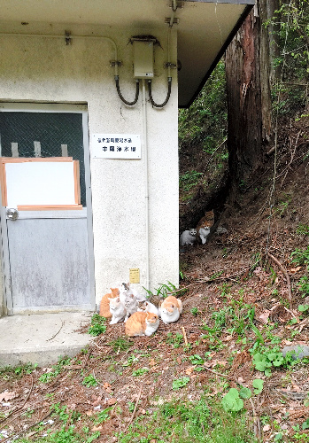山中の浄水場付近で発見された猫たち。エサやケージなどの用具は全く置かれていなかった=21日昼、長野市信州新町越道、市保健所提供