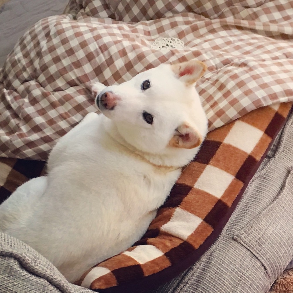本当はこんなに美人。