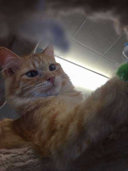 「誘い出した緑色のおもちゃはちょっとしか写ってなくて、猫の手が出ているのが良いですね」(荻窪さんの講評)