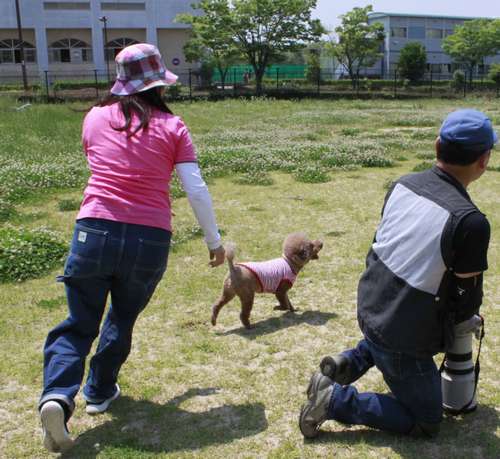 リードを外された瞬間に大はしゃぎして駆け回るわんちゃんも。捕まえるのにも一苦労=神戸市