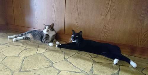 床で仲良くくつろぐ、ちみととダン=吏さん提供