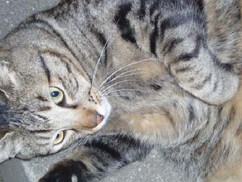 外がいいか、家がいいか、悩むなあ