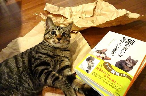 ママが構成した『猫の言い分 お伝えします』の前でポーズを決める銀