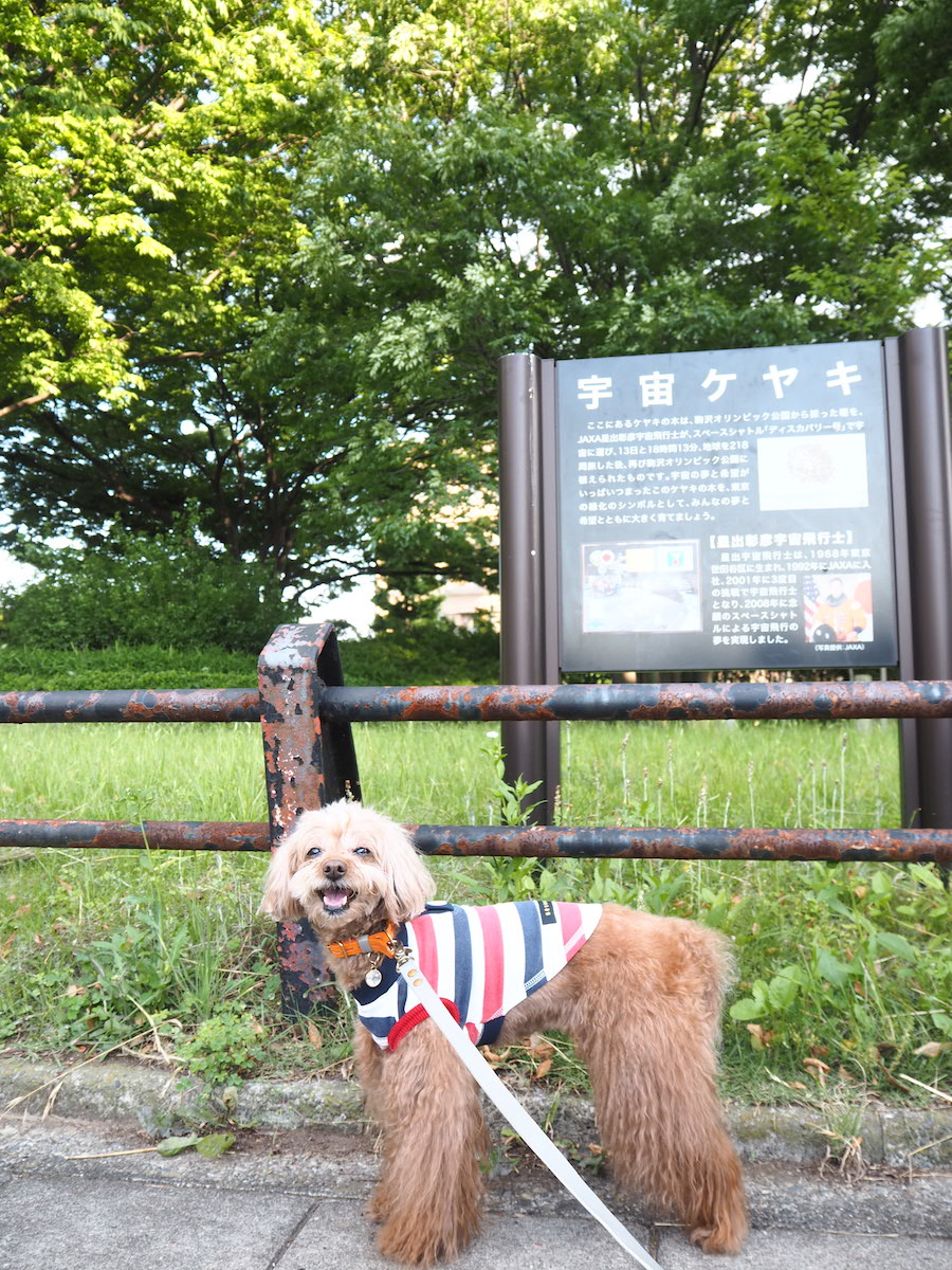 NASA素材のTシャツ姿で、宇宙けやき(の看板)とハイチーズ! ぷり、これでキミは立派な宇宙ワンコだ。