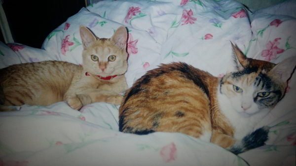 トラ(左)が家に来た時にいたミケ(当時16歳)