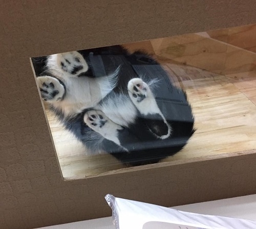 回廊(ガラスの猫ステップ)をストアの下から見たところ(猫の館ME提供)